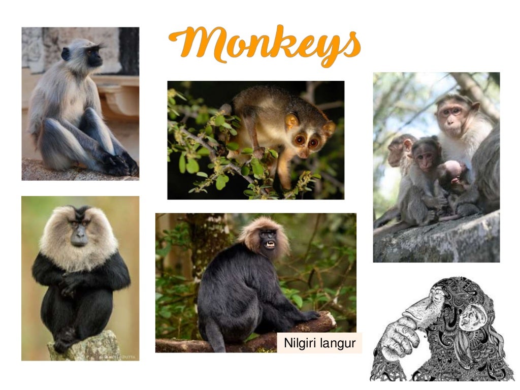 Flora and Fauna of India