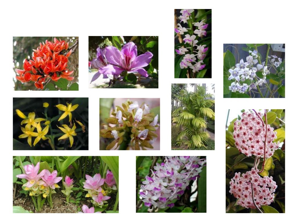 flora-and-fauna-of-india