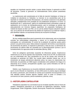 aquellas con importante reacción celular y pocas células fúngicas, la gemación es difícil
de demostrar. Cuando la gemación es extremadamente activa pueden presentarse
seudohifas.

    La cryptococosis está caracterizada por la falta de reacción histológica; el hongo se
multiplica en abundancia en histiocitos. La necrosis no es característica pero se ha
reportado en nódulos pulmonares fibrocaseosos y de manera ocasional en las glándulas
adrenales, probablemente como resultado de una proliferación semejante a un tumor. La
identificación de C. neoformans/C. gattii en la característica lesión mixomatosa, puede ser
satisfactoria con la tinción de hematoxilina-eosina, pero la morfología se estudia más
adecuadamente con tinciones fúngicas específicas: los preparados histológicos del
material de biopsia se tiñen con PAS, con la cual las células fúngicas adquieren aspecto
rojo; con la técnica de Grocott-Gomori las células de Cryptococcus se observan negras y
para identificar cápsula, se recomienda la técnica de mucicarmín de Mayer.

       PREVENCIÓN:

    No hay medidas específicas para la prevención de la criptococosis, pero es importante
controlar las enfermedades subyacentes y reducir en lo posible los tratamientos
prolongados con corticosteriodes. El control de la población de palomas quizás podría
prevenir una parte de los casos. Debe evitarse la exposición del hombre a acumulaciones
de excrementos de paloma, en especial en palomares y nidos de aves. La eliminación de
excrementos de paloma debe ser precedida por la descontaminación química o por el
humedecimiento con agua para evitar los aerosoles (Murray, 2002).

    Entre los patógenos oportunistas causantes de infecciones graves, Cryptococcus
neoformans es uno de los agentes más importantes. Antes de la era VIH, la criptococosis
era una enfermedad rara, pero actualmente es una de las causas más comúnes de
meningitis en pacientes con SIDA. Aun cuando datos recientes indican que, con la
introducción de terapia antirretroviral altamente activa, los casos de criptococosis han
disminuído, los pacientes con SIDA siguen considerados como población de riesgo en la
adquisición de la micosis, principalmente aquellos cuya cuenta linfocitaria de CD4 es
menor a 50 células/ml.

   Debido a que Cryptococcus se encuentra distribuído ampliamente en la naturaleza y
que la vía de infección es respiratoria, se hace difícil poner en práctica alguna estrategia
de control y prevención, pero tomando en cuenta que el paciente inmunosuprimido es el
más afectado podrían tomarse algunas medidas como el evitar el contacto o la
convivencia con aves (canarios, pericos australianos, palomas, otros).


2.- HISTOPLASMA CAPSULATUM
   Histoplasma capsulatum es una levadura que en el estado saprofito crece en forma de
micelios. Histoplasma capsulatum es el anamorfo de Ajellomyces capsulatus, Familia
Onygenaceae, Orden Onygenales, División Ascomycota. Presenta tres variedades: H. c.
 