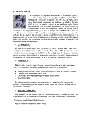 4.- ASPERGILLUS
                         El Aspergillus es un género de alrededor de 200 hongos (mohos),
                     y es ubicuo. Los hongos se pueden clasificar en dos formas
                     morfológicas básicas: las levaduras y las hifas. El Aspergillus es un
                     hongo filamentoso (compuesto de cadenas de células, llamadas
                     hifas), el tipo de hongos opuesto a las levaduras, estas últimas
                     compuestas de una sola célula redondeada. El hábitat natural del
                     Aspergillus son el heno y el compostaje. Dentro del tipo de hifas se
encuentra en las no pigmentadas que reciben el nombre de hialohifomicetos. A su vez
tiene 2 formas de presentación: Una saprofítica en que aparece como un hongo con hifas
septadas del que surgen los conidioforos que a su vez tienen una ampliación que es la
cabez aspergilar del la que surgen unas estructuras de forma ampular que son las fiálides,
de las que surgiran las estructuras reproductivas (también llamados propágulos) que
reciben el nombre de fialoconidias.

       MORFOLOGÍA:

    La estructura microscópica del Aspergillus es única. Tienen hifas tabiculares y
conidioforas cuya cabeza está localizada en el extremo de un hifa, compuesta por una
vesícula rodeada por una corona de fiálides en forma de botella directamente insertadas
sobre la vesícula.8 De las fiálides se desprenden las esporas (conidios). Otras estructuras
se encuentran en ciertas especies y no en otras, por ejemplo, las células de Hüle.

       PATOGENIA:

   El Aspergillus es un hongo oportunista y uno de los que toma ventaja de personas
inmunocomprometidas. Entre las patologías más frecuentes se encuentran:

       Aspergilosis pulmonar invasiva: especialmente importante en inmunosuprimidos.
       Onicomicosis: enfermedad de las uñas.
       Otomicosis: enfermedad principalmente del oído externo.
       Sinusitisalérgica.

   Es relativamente frecuente confundir una infección por Aspergillus con las más
comunes infecciones bacterianas, así como puede haber una infección simultánea con
ambos microorganismos.

       SÍNTOMAS COMUNES:

    Las especies de Aspergillus rara vez causan enfermedad. Cuando lo hacen, los
siguientes factores de riesgo se han presentado para crear la oportunidad de infección:

- Penetración predilecta por sitios húmedos.

- Limpieza excesiva del cerumen de las orejas.
 