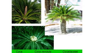 Cyca Cyca revoluta Cycadaceae
 