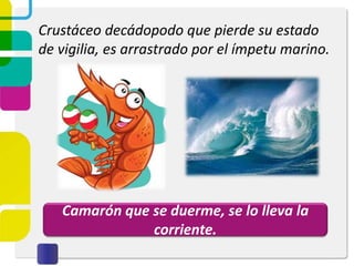 Crustáceo decádopodo que pierde su estado
de vigilia, es arrastrado por el ímpetu marino.
Camarón que se duerme, se lo lleva la
corriente.
 