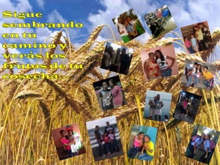 Sigue sembrando en tu camino y verás los frutos de tu cosecha…