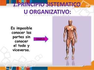1.PRINCIPIO SISTEMATICO U ORGANIZATIVO:Es imposible conocer las partes sin conocerel todo y viceversa.EJEMPLO: