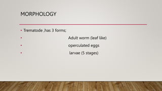 MORPHOLOGY
• Trematode ,has 3 forms;
• Adult worm (leaf like)
• operculated eggs
• larvae (5 stages)
 