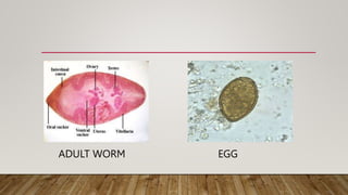 ADULT WORM EGG
 