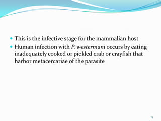  This is the infective stage for the mammalian host
 Human infection with P. westermani occurs by eating
 inadequately cooked or pickled crab or crayfish that
 harbor metacercariae of the parasite




                                                        13
 