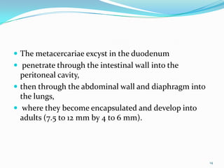  The metacercariae excyst in the duodenum
 penetrate through the intestinal wall into the
  peritoneal cavity,
 then through the abdominal wall and diaphragm into
  the lungs,
 where they become encapsulated and develop into
  adults (7.5 to 12 mm by 4 to 6 mm).




                                                       14
 