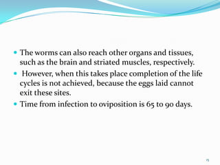  The worms can also reach other organs and tissues,
  such as the brain and striated muscles, respectively.
 However, when this takes place completion of the life
  cycles is not achieved, because the eggs laid cannot
  exit these sites.
 Time from infection to oviposition is 65 to 90 days.




                                                          15
 