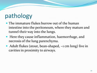 pathology
 The immature flukes burrow out of the human
  intestine into the peritoneum, where they mature and
  tunnel their way into the lungs.
 Here they cause inflammation, haemorrhage, and
  necrosis of the lung parenchyma.
 Adult flukes (stout, bean-shaped, ~1 cm long) live in
  cavities in proximity to airways.




                                                          20
 