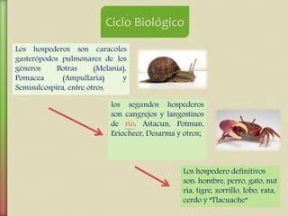 Paragonimiasis Pulmonar | PPTX