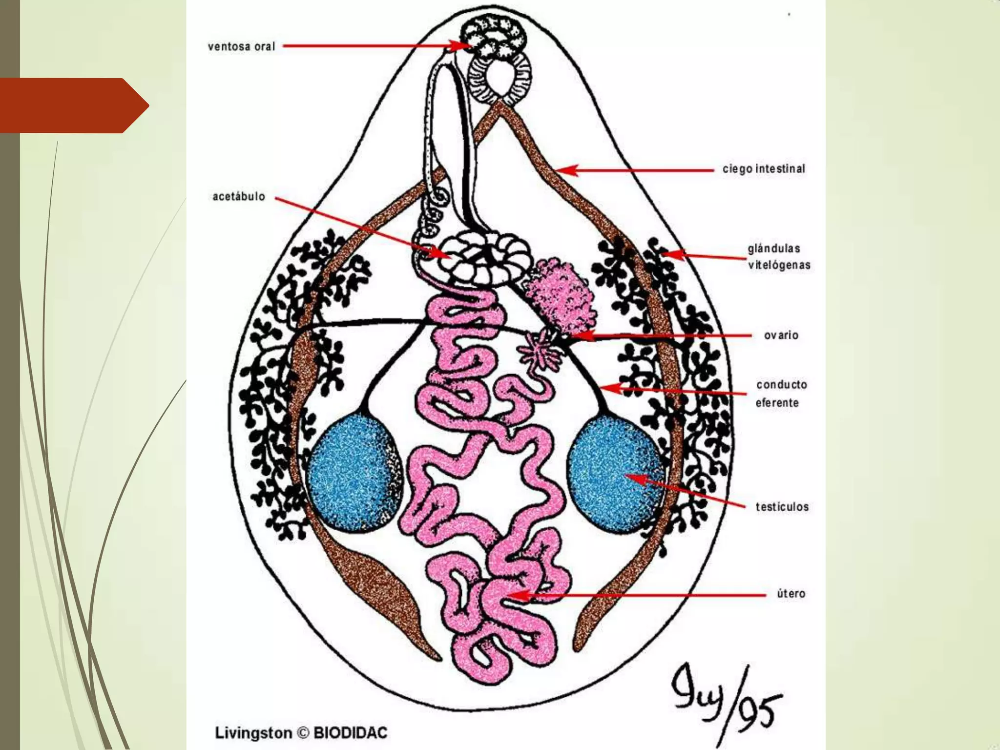 paragonimus-paragonimiasis-pptx-lung-and-respiratory-health