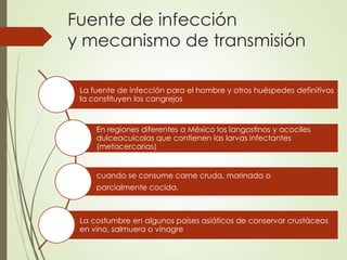 Fuente de infección
y mecanismo de transmisión
La fuente de infección para el hombre y otros huéspedes definitivos
la constituyen los cangrejos
En regiones diferentes a México los langostinos y acociles
dulceacuícolas que contienen las larvas infectantes
(metacercarias)
cuando se consume carne cruda, marinada o
parcialmente cocida.
La costumbre en algunos países asiáticos de conservar crustáceos
en vino, salmuera o vinagre
 