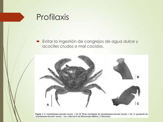Profilaxis
 Evitar la ingestión de cangrejos de agua dulce y
acociles crudos o mal cocidos.
 