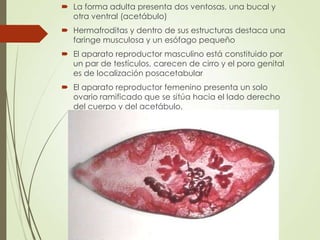  La forma adulta presenta dos ventosas, una bucal y
otra ventral (acetábulo)
 Hermafroditas y dentro de sus estructuras destaca una
faringe musculosa y un esófago pequeño
 El aparato reproductor masculino está constituido por
un par de testículos, carecen de cirro y el poro genital
es de localización posacetabular
 El aparato reproductor femenino presenta un solo
ovario ramificado que se sitúa hacia el lado derecho
del cuerpo y del acetábulo.
 