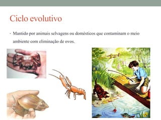Ciclo evolutivo
• Mantido por animais selvagens ou domésticos que contaminam o meio

ambiente com eliminação de ovos.

 