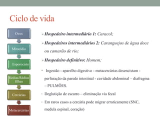 Ciclo de vida
Ovos

 Hospedeiro intermediário 1: Caracol;
 Hospedeiros intermediários 2: Caranguejos de água doce

Miracídio

ou camarão de rio;
 Hospedeiro definitivo: Homem;

Esporocisto

• Ingestão - aparelho digestivo - metacercárias desencistam Rédias/Rédias
filhas

perfuração da parede intestinal - cavidade abdominal – diafragma
– PULMÕES.

Cercárias

• Deglutição de escarro – eliminação via fecal

• Em raros casos a cercária pode migrar erraticamente (SNC,

Metacercárias

medula espinal, coração)

 