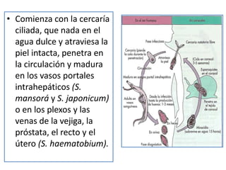 • Comienza con la cercaría
ciliada, que nada en el
agua dulce y atraviesa la
piel intacta, penetra en
la circulación y madura
en los vasos portales
intrahepáticos (S.
mansorá y S. japonicum)
o en los plexos y las
venas de la vejiga, la
próstata, el recto y el
útero (S. haematobium).
 