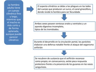 La hembra
adulta tiene
un cuerpo
cilindrico fino
y largo,
mientras que
el macho es
más corto y
de forma
aplanada,
aunque puede
parecer
cilindrico
El aspecto cilindrico se debe a los pliegues en los lados
del cuerpo que producen un surco, el canal ginecóforo,
donde reside la hembra para ser fecundada
Ambos sexos poseen ventosas orales y ventrales y un
aparato digestivo incompleto,
típico de los tremátodos.
Durante el desarrollo en la circulación portal, los parásitos
elaboran una defensa notable frente al ataque del organismo
anfitrión
Se recubren de sustancia que el anfitrión reconoce
como propia; en consecuencia, existe poca respuesta
protectora frente a la presencia de los gusanos en los vasos
sanguíneos.
 