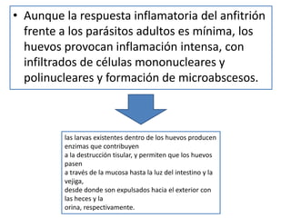 • Aunque la respuesta inflamatoria del anfitrión
frente a los parásitos adultos es mínima, los
huevos provocan inflamación intensa, con
infiltrados de células mononucleares y
polinucleares y formación de microabscesos.
las larvas existentes dentro de los huevos producen
enzimas que contribuyen
a la destrucción tisular, y permiten que los huevos
pasen
a través de la mucosa hasta la luz del intestino y la
vejiga,
desde donde son expulsados hacia el exterior con
las heces y la
orina, respectivamente.
 