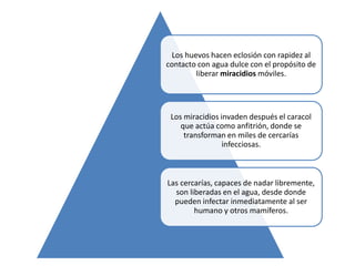 Los huevos hacen eclosión con rapidez al
contacto con agua dulce con el propósito de
liberar miracidios móviles.
Los miracidios invaden después el caracol
que actúa como anfitrión, donde se
transforman en miles de cercarías
infecciosas.
Las cercarías, capaces de nadar libremente,
son liberadas en el agua, desde donde
pueden infectar inmediatamente al ser
humano y otros mamíferos.
 