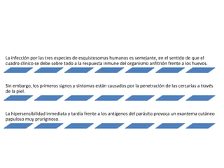La infección por las tres especies de esquistosomas humanos es semejante, en el sentido de que el
cuadro clínico se debe sobre todo a la respuesta inmune del organismo anfitrión frente a los huevos.
Sin embargo, los primeros signos y síntomas están causados por la penetración de las cercarías a través
de la piel.
La hipersensibilidad inmediata y tardía frente a los antígenos del parásito provoca un exantema cutáneo
papuloso muy pruriginoso.
 