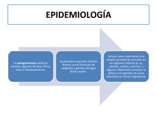 EPIDEMIOLOGÍA
La paragonimiosis existe en
muchas regiones de Asia, África,
India e Hispanoamérica.
Su prevalencia guarda relación
directa con el consumo de
cangrejos y gambas de agua
dulce crudos.
Actúan como reservorios una
amplia variedad de animales en
las regiones costeras (p. ej.,
jabalíes, cerdos y monos), y
algunas infecciones humanas se
deben a la ingestión de carne
infectada con larvas migratorias.
 