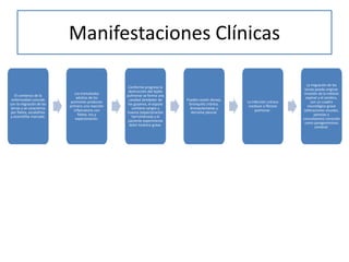 Manifestaciones Clínicas
El comienzo de la
enfermedad coincide
con la migración de las
larvas y se caracteriza
por fiebre, escalofríos
y eosinofilia marcada.
Los trematodos
adultos de los
pulmones producen
primero una reacción
inflamatoria con
fiebre, tos y
expectoración.
Conforme progresa la
destrucción del tejido
pulmonar se forma una
cavidad alrededor de
los gusanos, el esputo
contiene sangre y
huevos (expectoración
herrumbrosa) y el
paciente experimenta
dolor torácico grave.
Pueden existir disnea,
bronquitis crónica,
bronquiectasias y
derrame pleural.
La infección crónica
conduce a fibrosis
pulmonar.
La migración de las
larvas puede originar
invasión de la médula
espinal y el cerebro,
con un cuadro
neurológico grave
(alteraciones visuales,
paresias y
convulsiones) conocido
como paragonimiosis
cerebral.
 