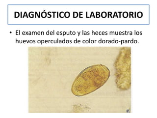 DIAGNÓSTICO DE LABORATORIO
• El examen del esputo y las heces muestra los
huevos operculados de color dorado-pardo.
 