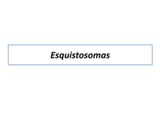 Esquistosomas
 