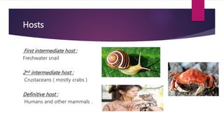 Hosts
First intermediate host :
Freshwater snail
2nd intermediate host :
Crustaceans ( mostly crabs )
Definitive host :
Humans and other mammals .
 