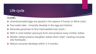 Life cycle
In snail :
 Unembryonated eggs are passed in the septum if human or feline (cats) .
 Two weeks later , miracidia develop in the egg and hatches .
 Miracidia penetrate its first intermediate host (snail ) .
 With in snail mother sporocyst form and produce many mother rediae .
 Mother rediae produce daughter rediae which shed crawling cercariae
into freshwater .
 Mature cercariae develops within 3-5 months.
 