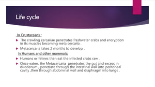 Life cycle
In Crustaceans :
 The crawling cercariae penetrates freshwater crabs and encryption
in its muscles becoming meta cercaria .
 Metacercaria takes 2 months to develop .
In Humans and other mammals:
 Humans or felines then eat the infected crabs raw .
 Once eaten, the Metacercaria penetrates the gut and excess in
duodenum , penetrate through the intestinal wall into peritoneal
cavity ,then through abdominal wall and diaphragm into lungs .
 