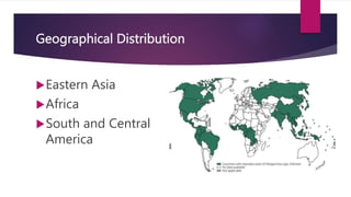 Geographical Distribution
Eastern Asia
Africa
South and Central
America
 