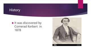 History
 It was discovered by
Cornerad Kerbert in
1878
 