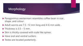 Morphology
 Paragonimus westermani resembles coffee bean in size ,
shape ,and colour .
 Adult worms are 7.5 -12 mm long and 4-6 mm wide .
 Thickness is 3.5 – 5 mm .
 Skin is thickly covered with scale like spines .
 Have oral and ventral suckers .
 Testes are located posteriorly .
 