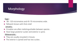 Morphology
Eggs :
 80- 120 micrometres and 45-70 micrometres wide .
 Yellowish brown with thick shell
cercaria :
 Circadian are often indistinguishable between species .
 Have large posterior sucker and exterior is spine.
Metacercaria :
 They are usually encysted in tissues.
 The exterior is spined and has two suckes .
 