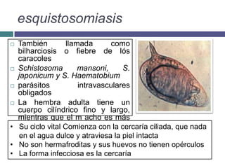 esquistosomiasis
 También llamada como
bilharciosis o fiebre de lós
caracoles
 Schistosoma mansoni, S.
japonicum y S. Haematobium
 parásitos intravasculares
obligados
 La hembra adulta tiene un
cuerpo cilíndrico fino y largo,
mientras que el m acho es más
corto y de forma aplanada• Su ciclo vital Comienza con la cercaría ciliada, que nada
en el agua dulce y atraviesa la piel intacta
• No son hermafroditas y sus huevos no tienen opérculos
• La forma infecciosa es la cercaría
 