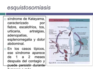 esquistosomiasis
 síndrome de Katayama,
caracterizado por
fiebre, escalofríos, tos,
urticaria, artralgias,
adenopatías,
esplenomegalia y dolor
abdominal.
 En los casos típicos,
ese síndrome aparece
de 1 a 2 meses
después del contagio y
puede persistir durante
 