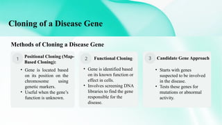 GENE MAPPING AND CLONING OF DISEASE GENE by Paragmoni Bora | PPTX