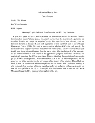 University of Puerto Rico<br />Cayey Campus<br />Jessica Díaz Rivera<br />Prof. Elena Gonzalez<br />RISE Program<br />Laboratory #7: pGLO Genetic Transformation and SDS Page Extension<br />   A gene is a piece of DNA, which provides the instructional codes for proteins. Genetic transformation means “change caused by genes”, and involves the insertion of a gene into an organism in order to change the organism’s trait. The objective of this laboratory was to transform bacteria, in this case E. coli, with a gene that is from a jellyfish and  codes for Green Fluorescent Protein (GFP). We used a transformation solution (CaCI2) in each sample. To maintain the area aseptic we used the burner to work with bacteria.  Later we used a sterile loop to pick up a single colony of bacteria from the starter plate. After incubating all of the samples,. we put 100 micro liters of each sample in the appropriate agar plate. In the next laboratory, we qualitatively examined the GFP on agar plates. Then we identified the protein in polyacrylamide gel (SDS-PAGE electrophoresis). We did the SDS-PAGE in the .75 ml electrophoresis, but we could not put all the samples into the gel because of the density of the solution. The gel had ten lanes, 5 with UV illumination downstream process and the other 5 with Coomassie staining. It also contained, four samples: white and green heat and white and green no heat. As a result, we saw the GFP protein in the 27 kD in the gel. We also learned how to use the BIO RAD Molecular Imager Gel Doc machine to take a photo of the gel.<br />
