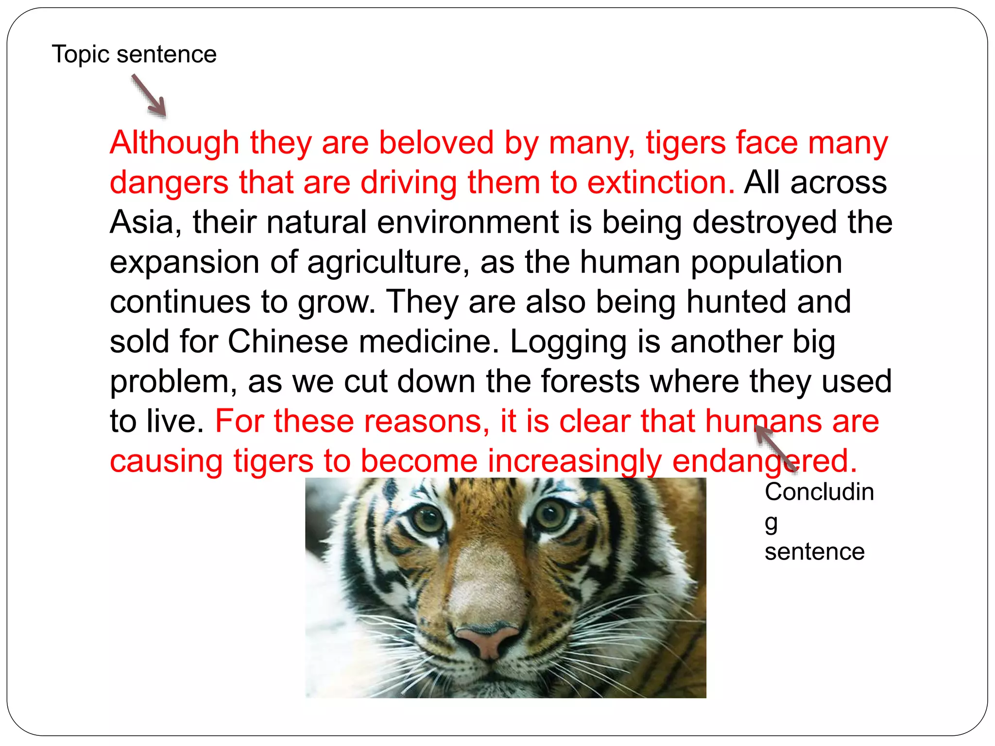 Although they are beloved by many, tigers face many
dangers that are driving them to extinction. All across
Asia, their natural environment is being destroyed the
expansion of agriculture, as the human population
continues to grow. They are also being hunted and
sold for Chinese medicine. Logging is another big
problem, as we cut down the forests where they used
to live. For these reasons, it is clear that humans are
causing tigers to become increasingly endangered.
Topic sentence
Concludin
g
sentence
 