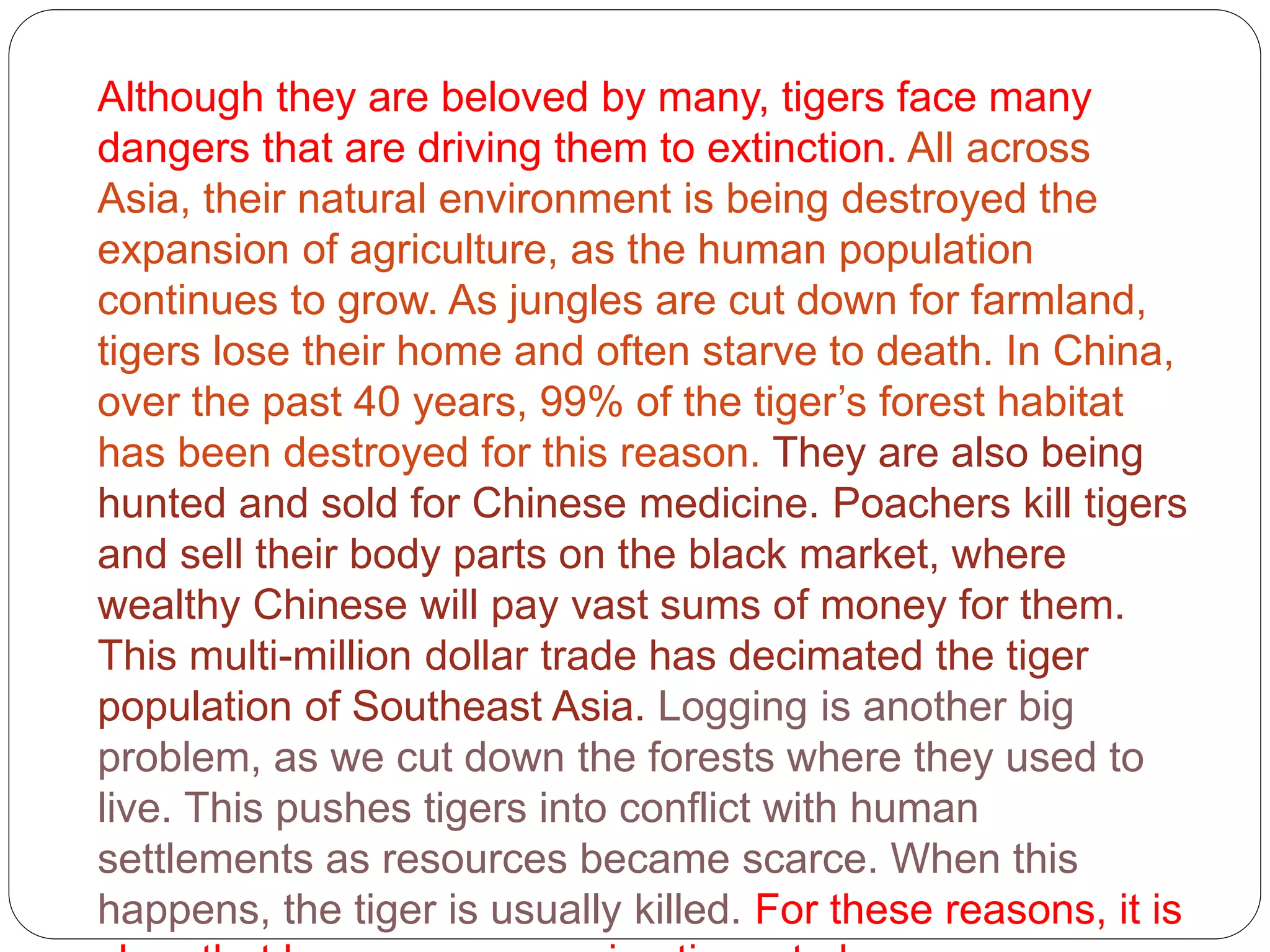 Although they are beloved by many, tigers face many
dangers that are driving them to extinction. All across
Asia, their natural environment is being destroyed the
expansion of agriculture, as the human population
continues to grow. As jungles are cut down for farmland,
tigers lose their home and often starve to death. In China,
over the past 40 years, 99% of the tiger’s forest habitat
has been destroyed for this reason. They are also being
hunted and sold for Chinese medicine. Poachers kill tigers
and sell their body parts on the black market, where
wealthy Chinese will pay vast sums of money for them.
This multi-million dollar trade has decimated the tiger
population of Southeast Asia. Logging is another big
problem, as we cut down the forests where they used to
live. This pushes tigers into conflict with human
settlements as resources became scarce. When this
happens, the tiger is usually killed. For these reasons, it is
 
