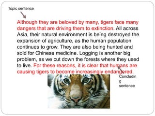 Although they are beloved by many, tigers face many
dangers that are driving them to extinction. All across
Asia, their natural environment is being destroyed the
expansion of agriculture, as the human population
continues to grow. They are also being hunted and
sold for Chinese medicine. Logging is another big
problem, as we cut down the forests where they used
to live. For these reasons, it is clear that humans are
causing tigers to become increasingly endangered.
Topic sentence
Concludin
g
sentence
 