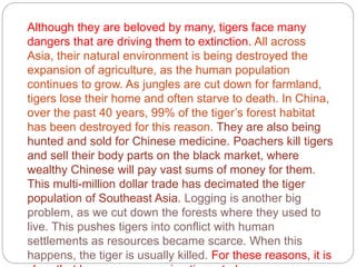 Although they are beloved by many, tigers face many
dangers that are driving them to extinction. All across
Asia, their natural environment is being destroyed the
expansion of agriculture, as the human population
continues to grow. As jungles are cut down for farmland,
tigers lose their home and often starve to death. In China,
over the past 40 years, 99% of the tiger’s forest habitat
has been destroyed for this reason. They are also being
hunted and sold for Chinese medicine. Poachers kill tigers
and sell their body parts on the black market, where
wealthy Chinese will pay vast sums of money for them.
This multi-million dollar trade has decimated the tiger
population of Southeast Asia. Logging is another big
problem, as we cut down the forests where they used to
live. This pushes tigers into conflict with human
settlements as resources became scarce. When this
happens, the tiger is usually killed. For these reasons, it is
 