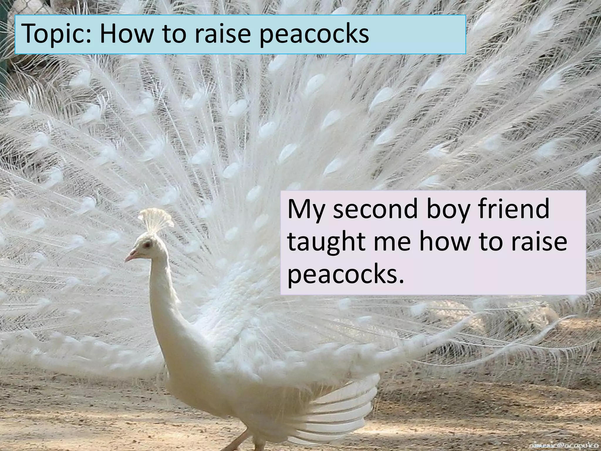 Topic: How to raise peacocks




                     My second boy friend
                     taught me how to raise
                     peacocks.
 