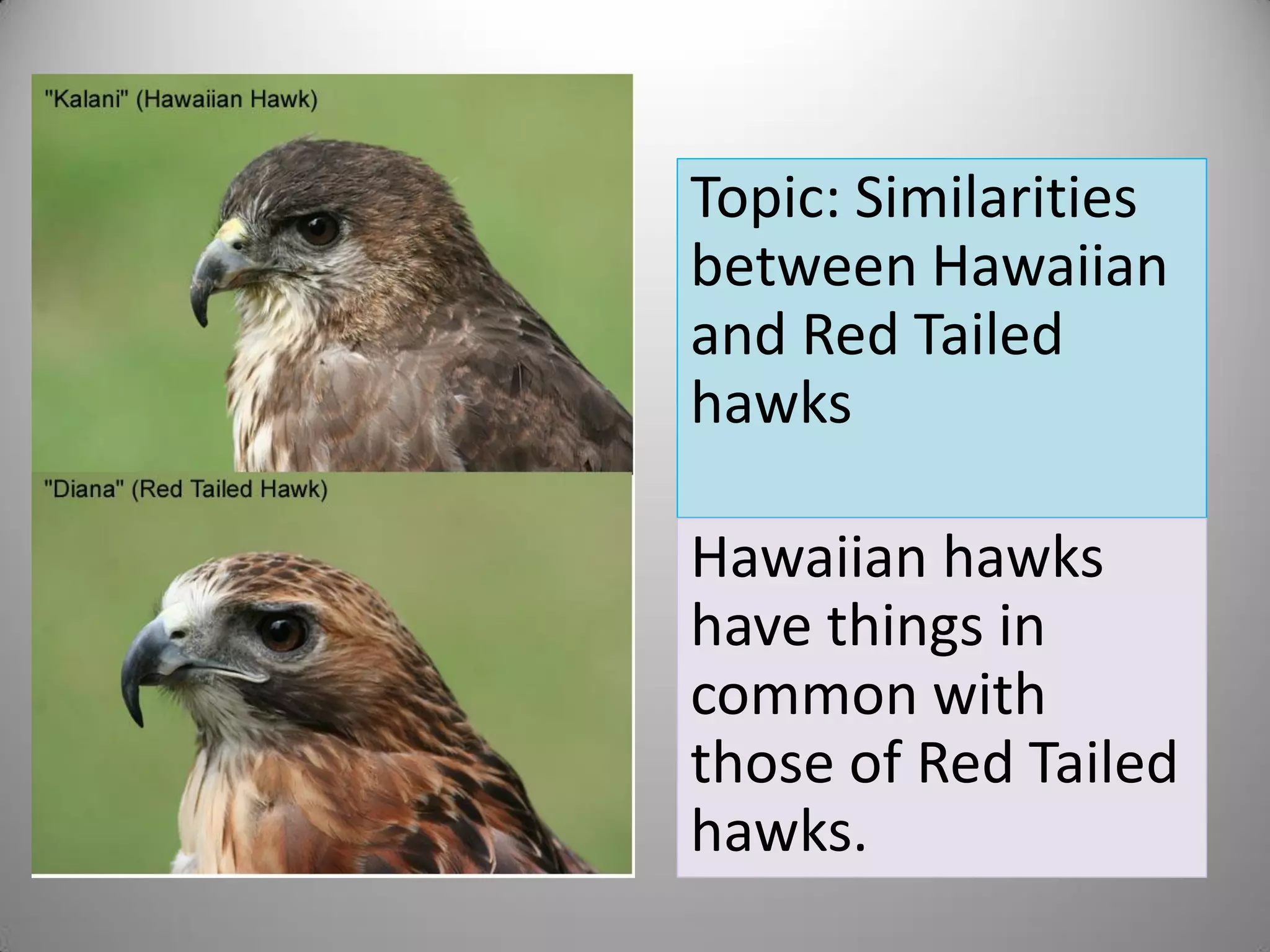 Topic: Similarities
between Hawaiian
and Red Tailed
hawks

Hawaiian hawks
have things in
common with
those of Red Tailed
hawks.
 