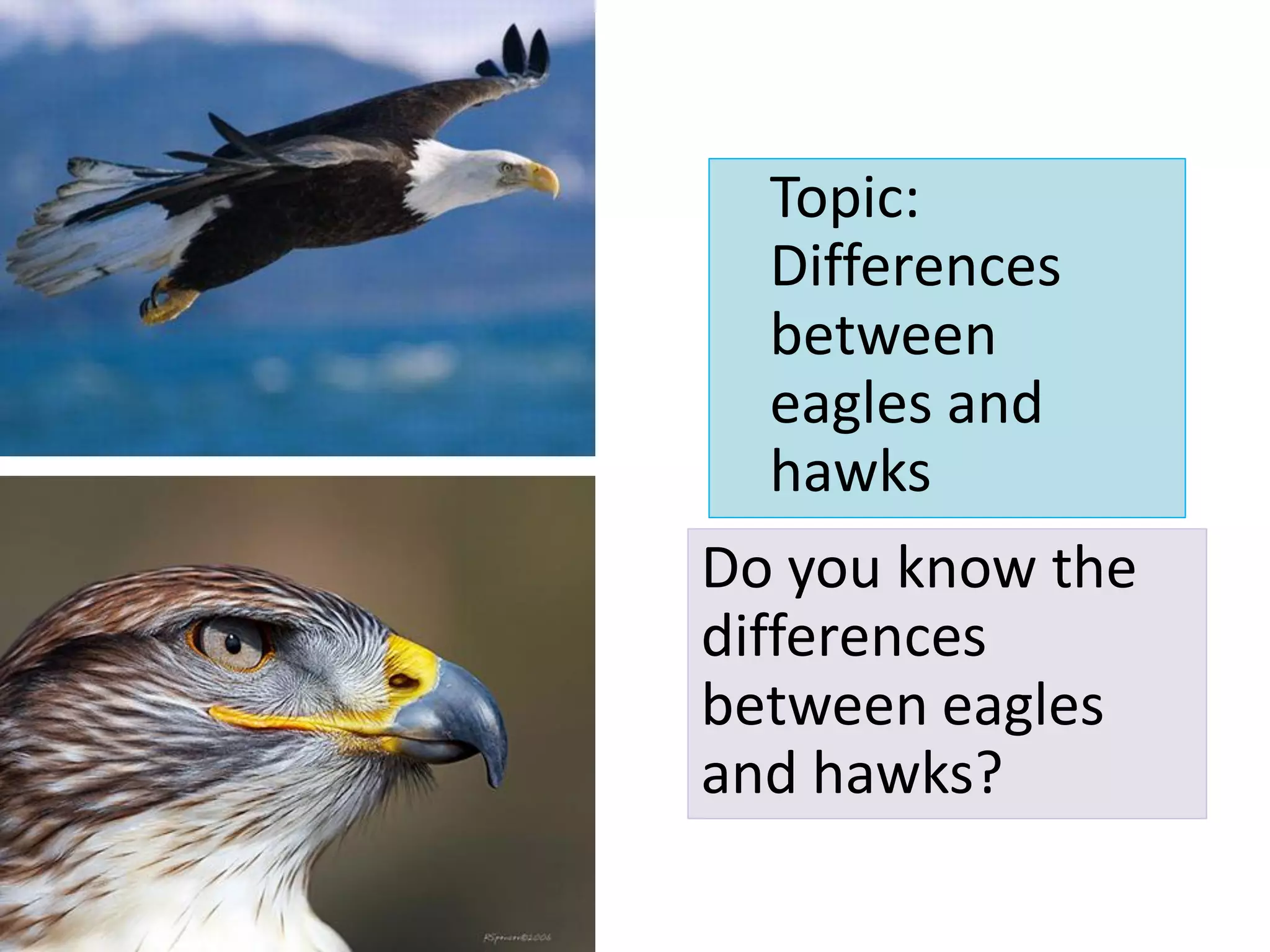 Topic:
  Differences
  between
  eagles and
  hawks
Do you know the
differences
between eagles
and hawks?
 