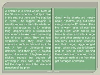 A dolphin is a small whale. Most of 
the 37 or so species of dolphin live 
in the sea, but there are five that live 
in rivers. The biggest dolphin is 
usually known as the killer whale, or 
orca, and grows up to 9.4 metres 
long. Dolphins have a streamlined 
shape and a beaked stout containing 
lots of sharp teeth. They are fast 
swimmers and they catch sea 
creatures such as fish and squid to 
eat. A form of ultrasound help 
dolphins find their prey. A dolphin 
gives off a series of high-frequency 
clicking sounds that bounce off 
anything in their path. The echoes 
tell the dolphin about the size and 
direction of the pray. 
Great white sharks are mostly 
about 7 metres long, but some 
can grow up to 12 metres. They 
live in warm seas all over the 
world. Great white sharks are 
fierce hunters and attack large 
fish and other creatures such as 
sea lions. Their main weapons 
are their large, jagged-edged 
teeth, which they use to kill prey 
and to tear it apart. Behind 
these teeth are row ones, ready 
to replace teeth at the front that 
get damaged or broken. 
Viorica Condrat 
 