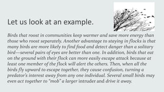 Let us look at an example.
Birds that roost in communities keep warmer and save more energy than
those who roost separately. Another advantage to staying in flocks is that
many birds are more likely to find food and detect danger than a solitary
bird—several pairs of eyes are better than one. In addition, birds that eat
on the ground with their flock can more easily escape attack because at
least one member of the flock will alert the others. Then, when all the
birds fly upward to escape together, they cause confusion, turning a
predator’s interest away from any one individual. Several small birds may
even act together to “mob” a larger intruder and drive it away.
 
